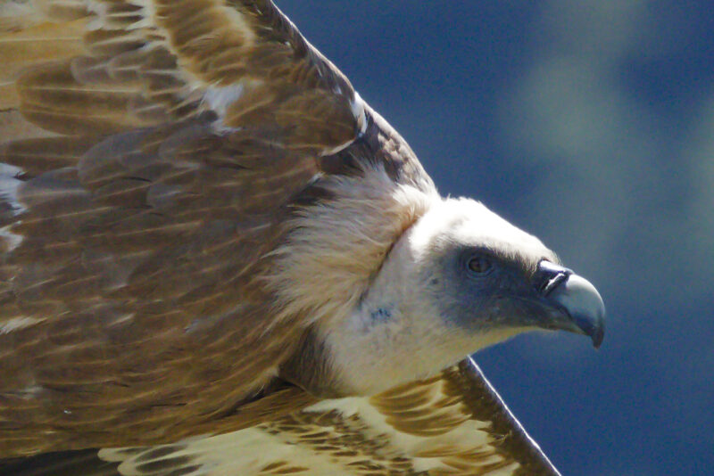 Vautour fauve rasant une falaise